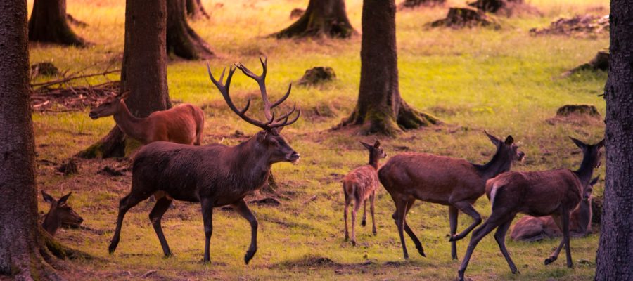 group of deer on grass and tree covered field